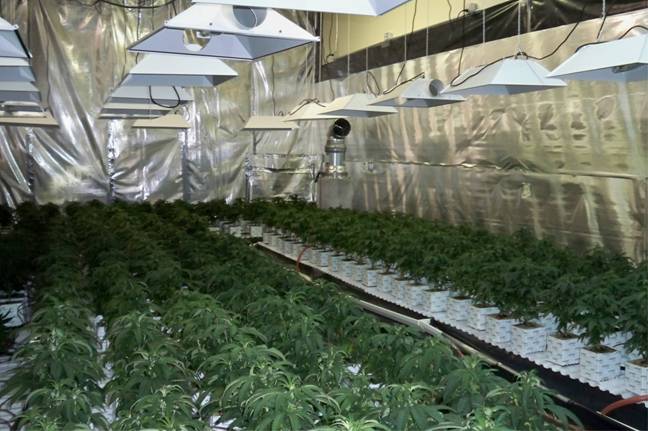 Deputies discovered 600 Marijuana plants in a Lancaster industrial building Monday.