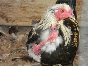 Deputies came across about 100 roosters believed to be used for cockfighting.