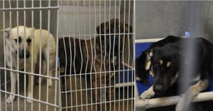These three dogs escaped confined and mauled a 6-year-old boy earlier this month. The county is enhancing enforcement in the AV to prevent future dog attacks.