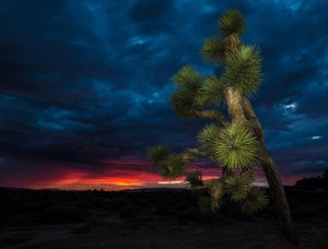 The Joshua tree photo that got things started. (James Stamsek)