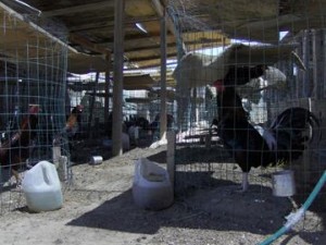 About 100 fighting roosters were in individual pens, officials said. (Courtesy LASD)